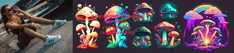 цены наркотик  Курчатов  Галлюциногенные грибы Psilocybine cubensis 